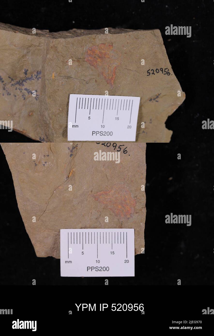 Arthropoda. Stock Photo