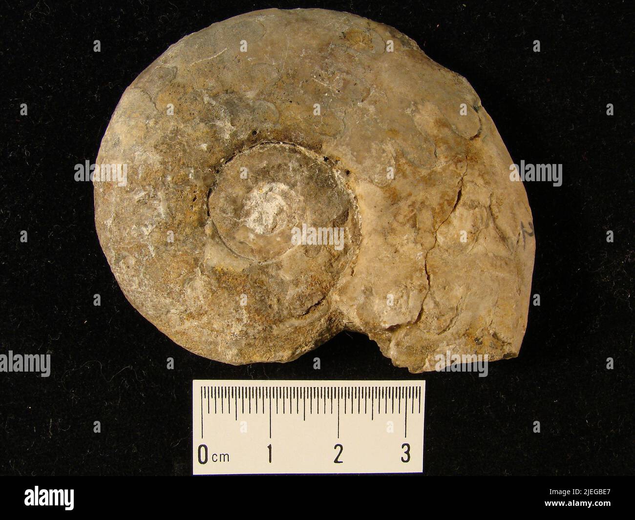 Flemingites russelli animalia hires stock photography and images Alamy