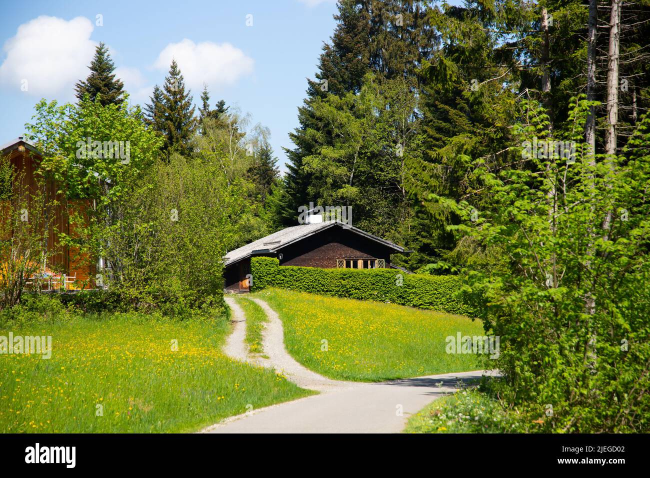 Wooden cottage in forest in early spring with green grass on back yard ...