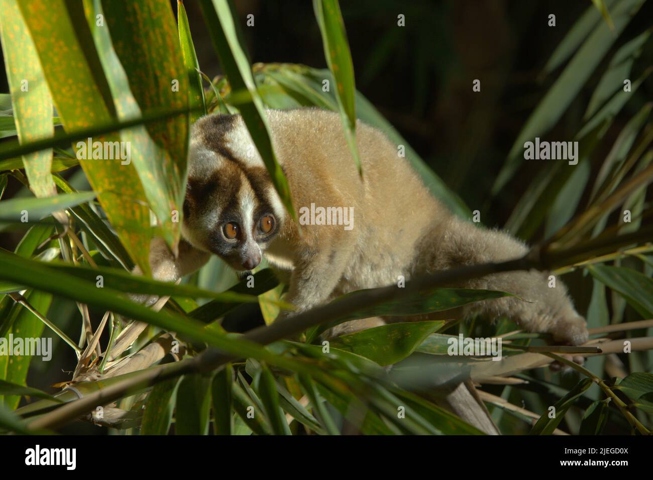 A wild Javan slow loris (Nycticebus javanicus)—a nocturnal, critically endangered primate that is endemic to Java Island—is photographed in daylight in a controlled environment at its natural habitat in Sumedang, West Java, Indonesia. The species is under threat due to wildlife trafficking and habitat loss. The International Union for Conservation of Nature (IUCN) lists javan slow loris as Critically Endangered—only one step away from extinction—in their Red List of Threatened Species. Stock Photo