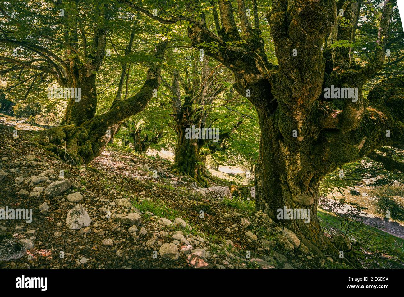 Old beech trees in an ancient forest in the National Park of Abruzzo Lazio and Molise. Abruzzo, Italy, Europe Stock Photo