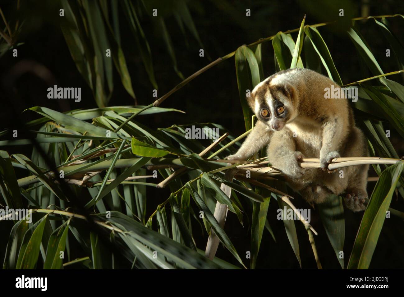 A wild Javan slow loris (Nycticebus javanicus)—a nocturnal, critically ...