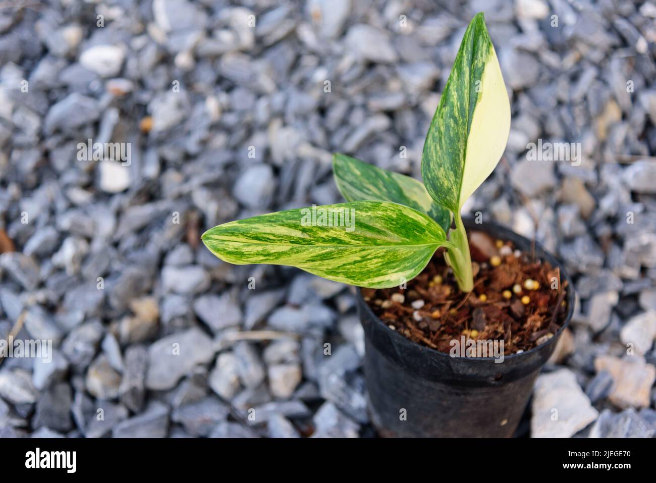 Monstera standleyana aurea variegated hi-res stock photography and images -  Alamy