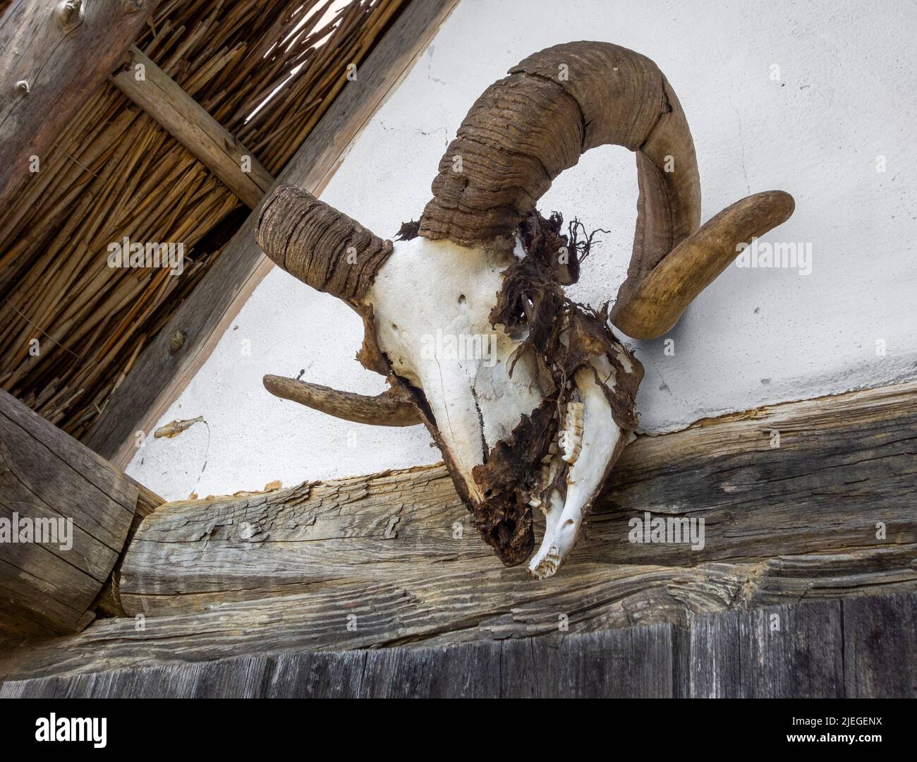Weathered sheep skull mounted on a wall Stock Photo