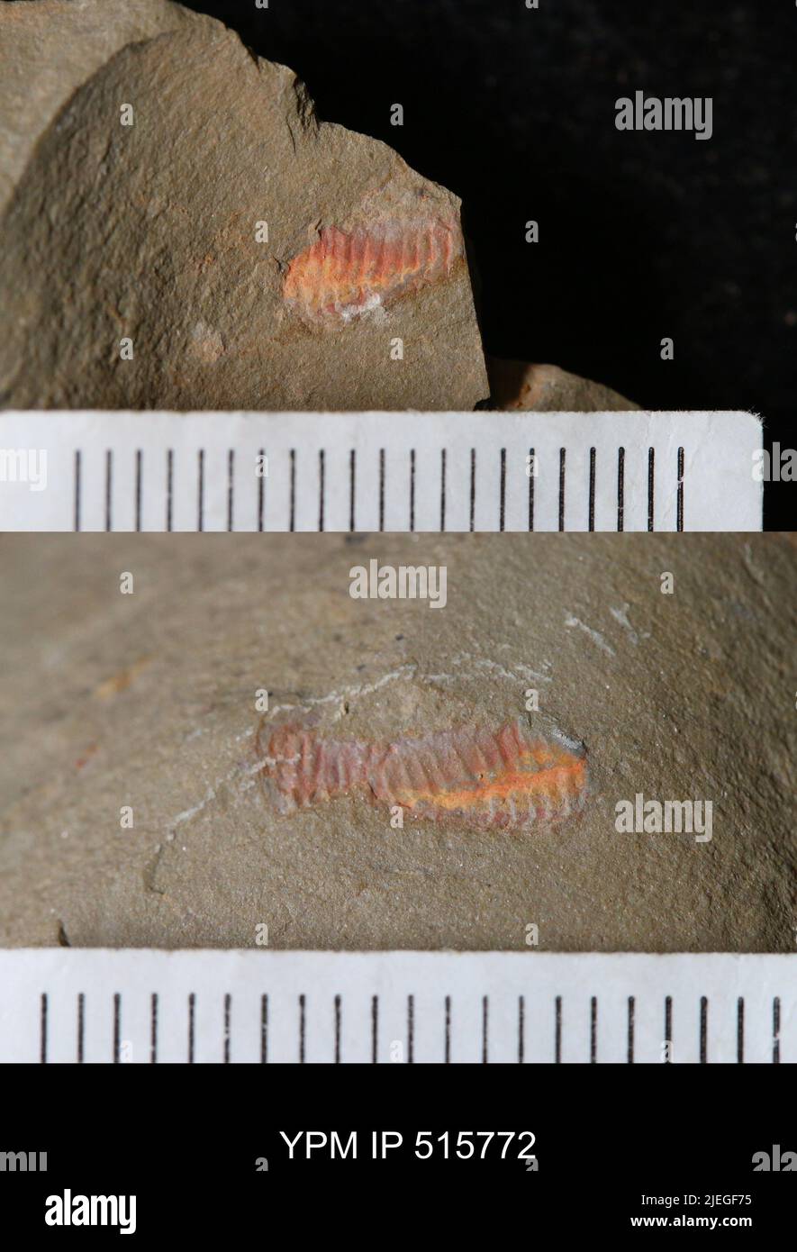 Marine annelid anatomy hi-res stock photography and images - Alamy