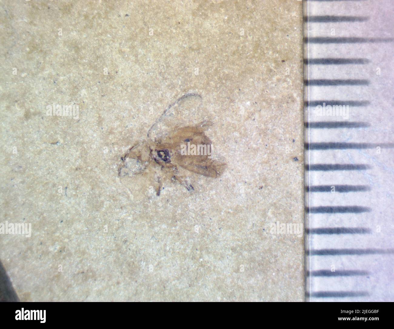 Morphology of beetles hi-res stock photography and images - Alamy