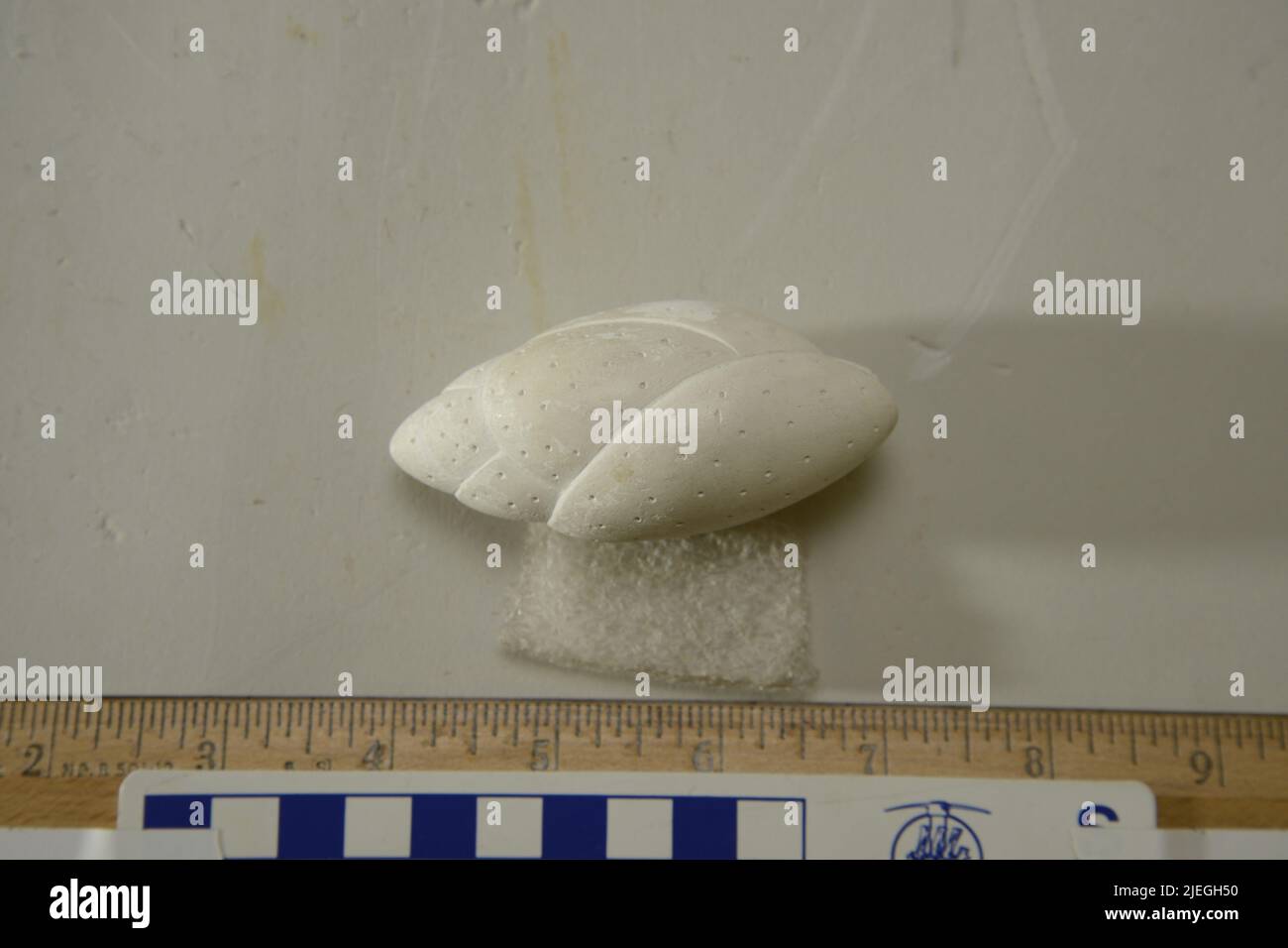 Bulimina protista hires stock photography and images Alamy