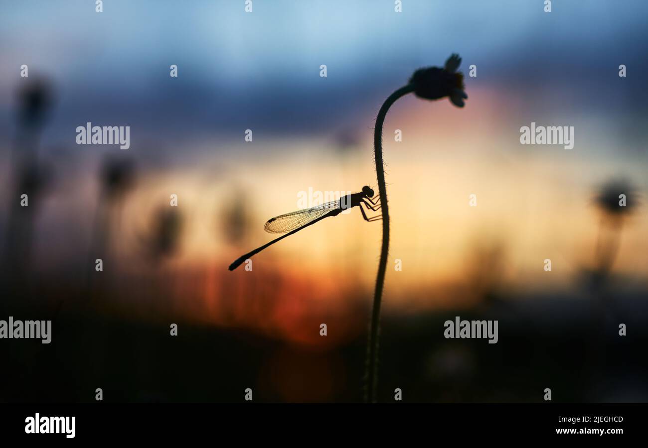 silhouette of a damselfly on a flower stem with sunset Stock Photo - Alamy