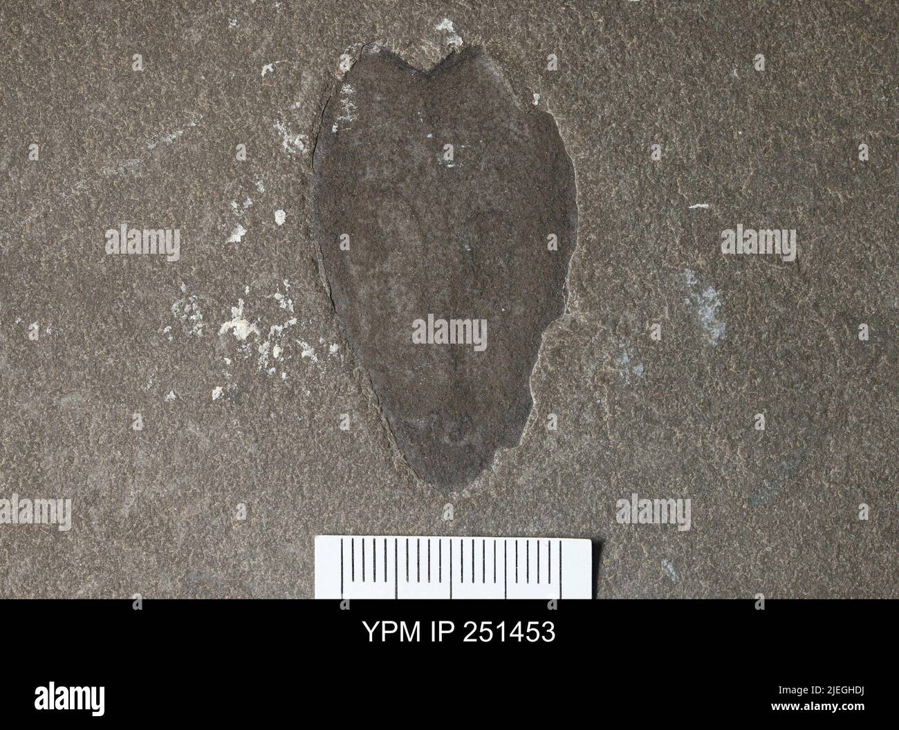 Acutiramus hires stock photography and images Alamy