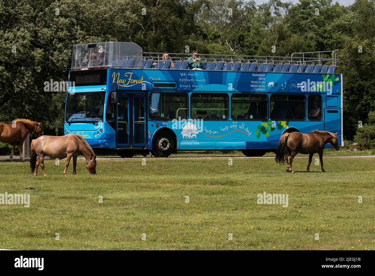 New forest tour bus hi-res stock photography and images - Alamy