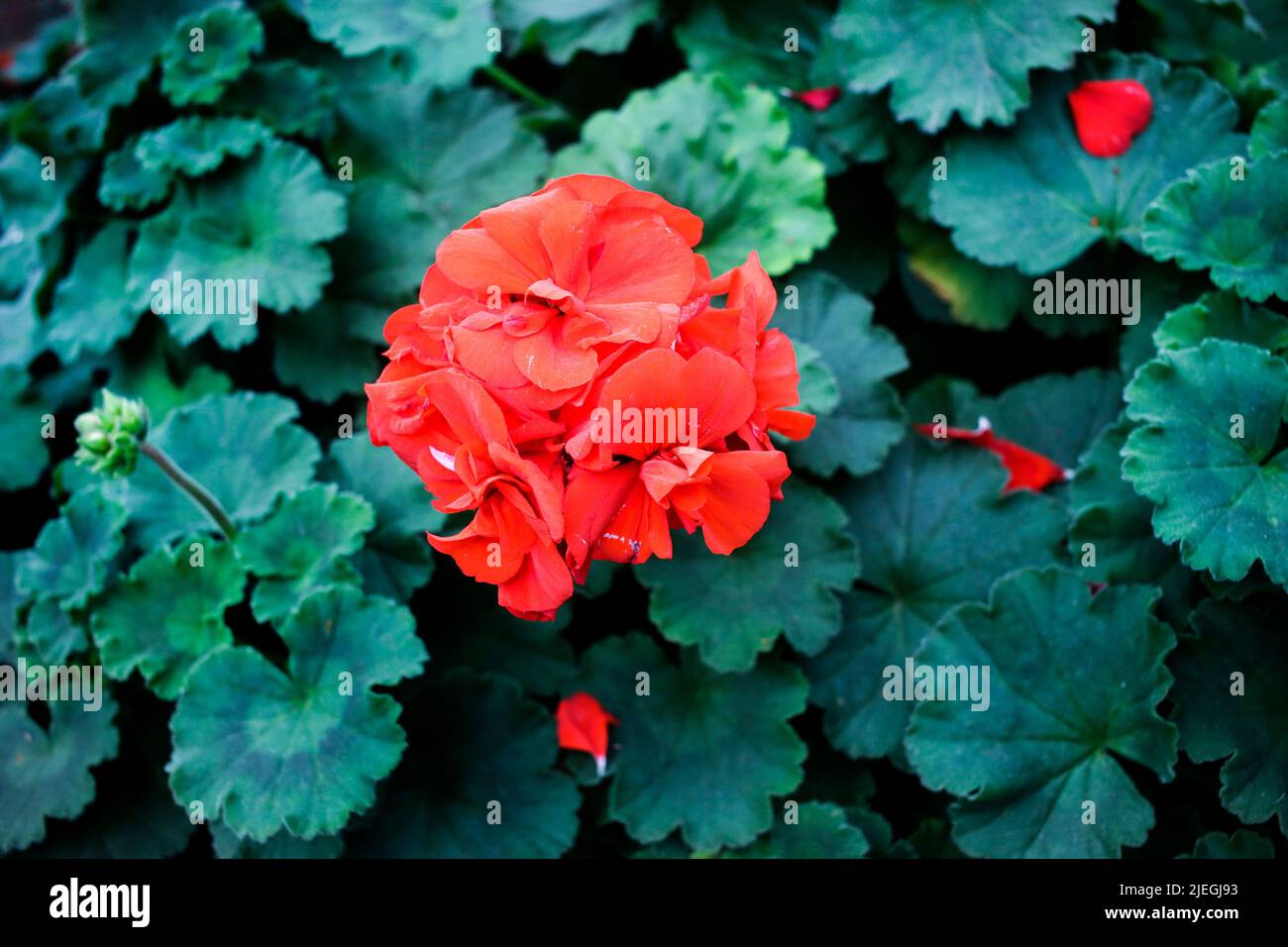 Red Garden Geranium Flower Stock Photo