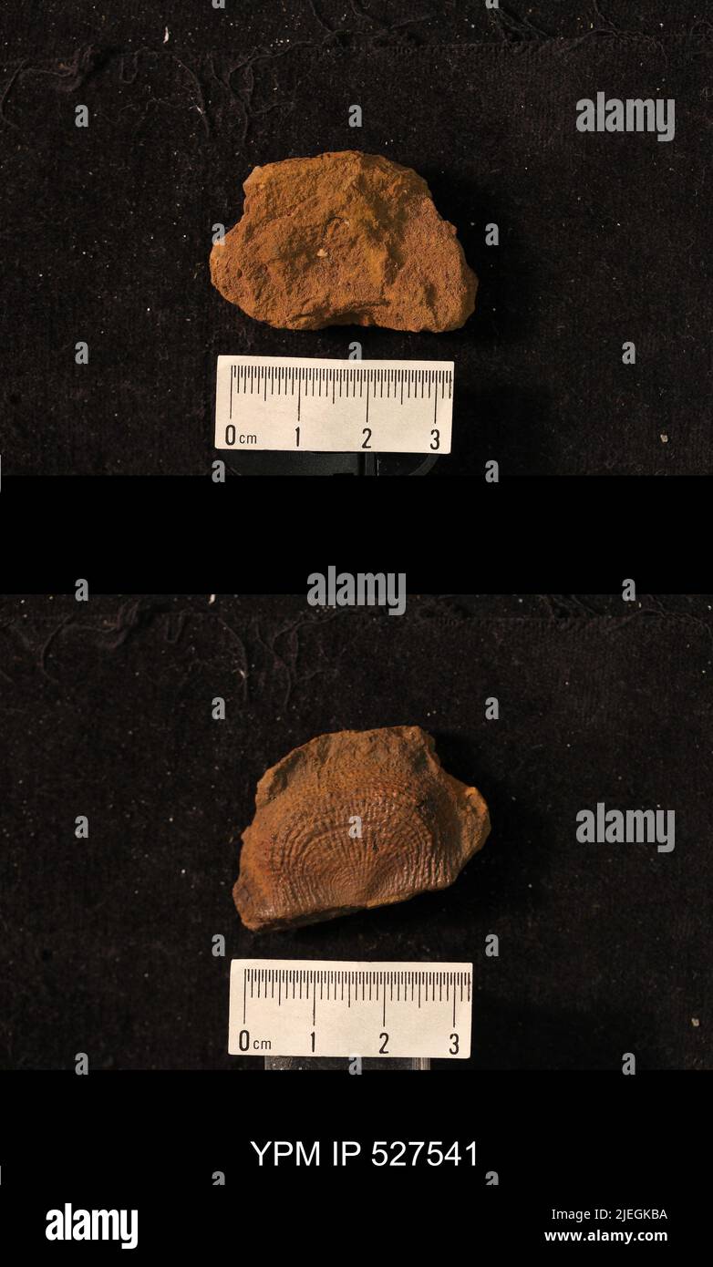 Pustula sp animalia hi-res stock photography and images - Alamy