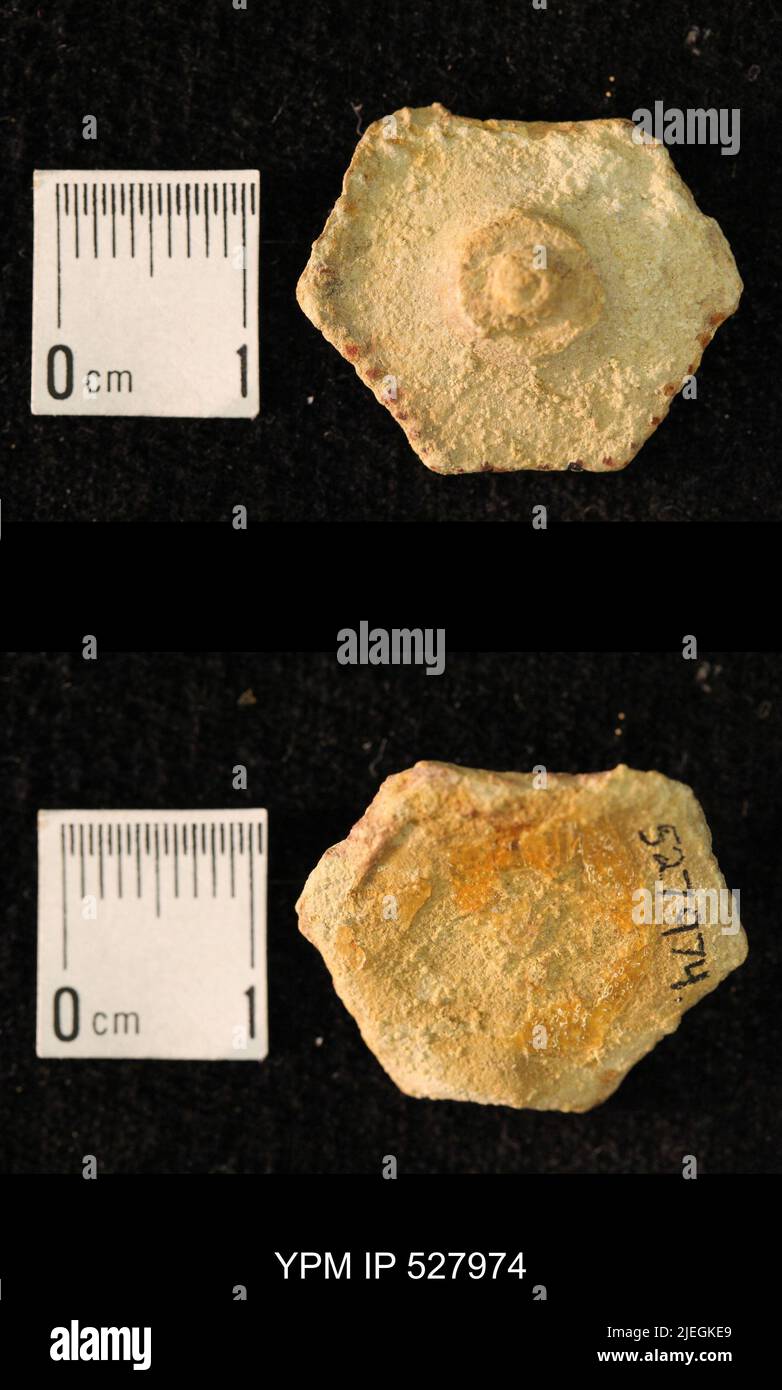 Archaeocidaris sp animalia hires stock photography and images Alamy