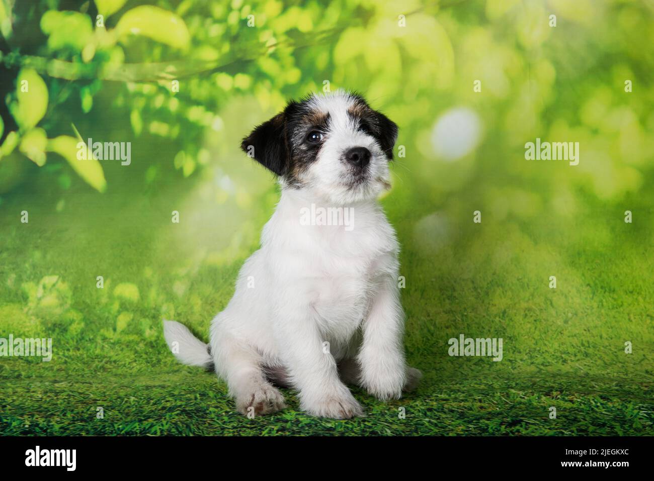Jack Russell Terrier puppy broken-coated dog on a green background Stock Photo