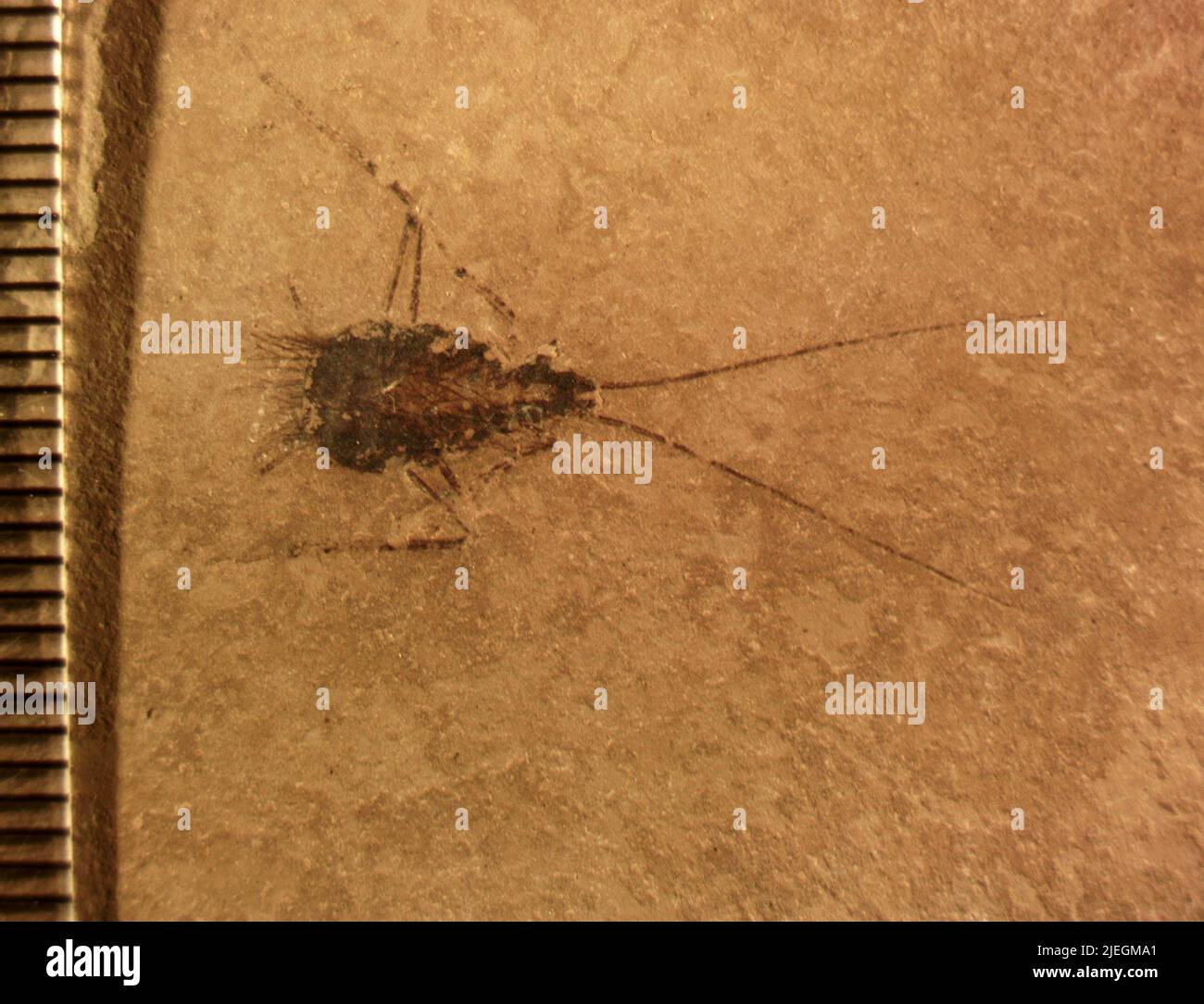 Cockroaches are insects of the order blattodea hi-res stock photography ...