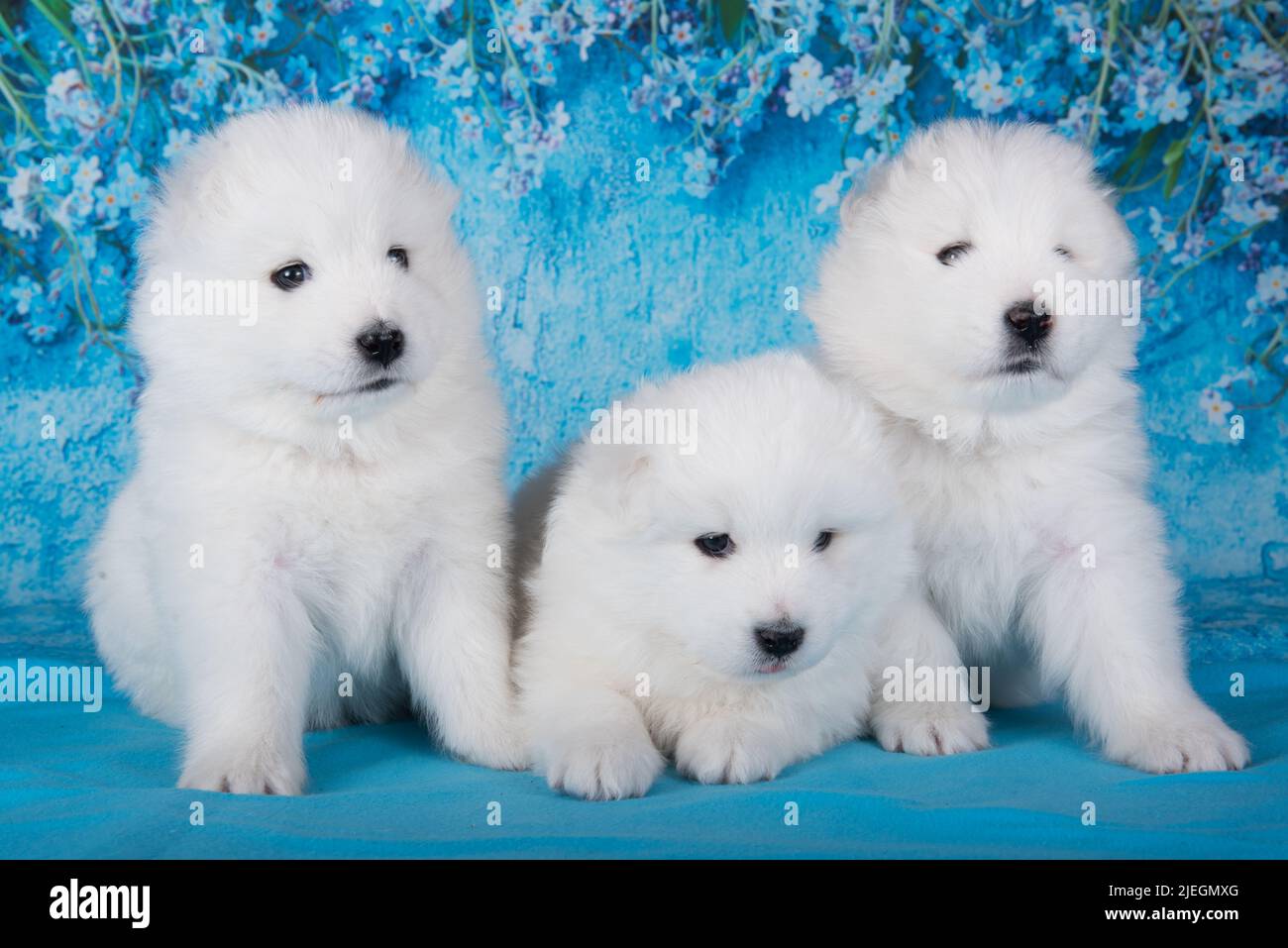 Three White fluffy small Samoyed puppies dogs are sitting on blue background with blue flowers Stock Photo