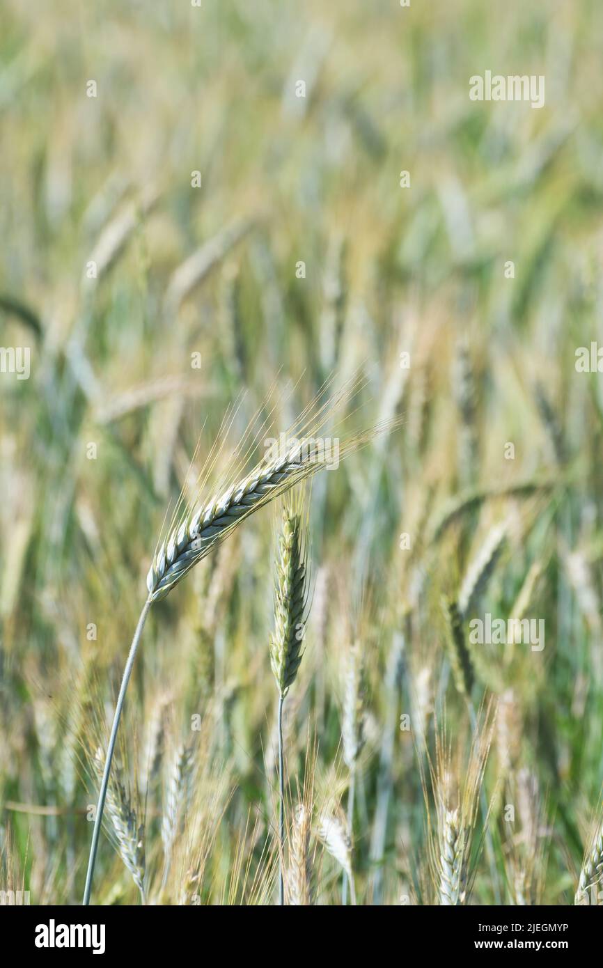 Maturing rye awns in the rye field. Agriculture, farming, food, GMO and beer concepts. Stock Photo