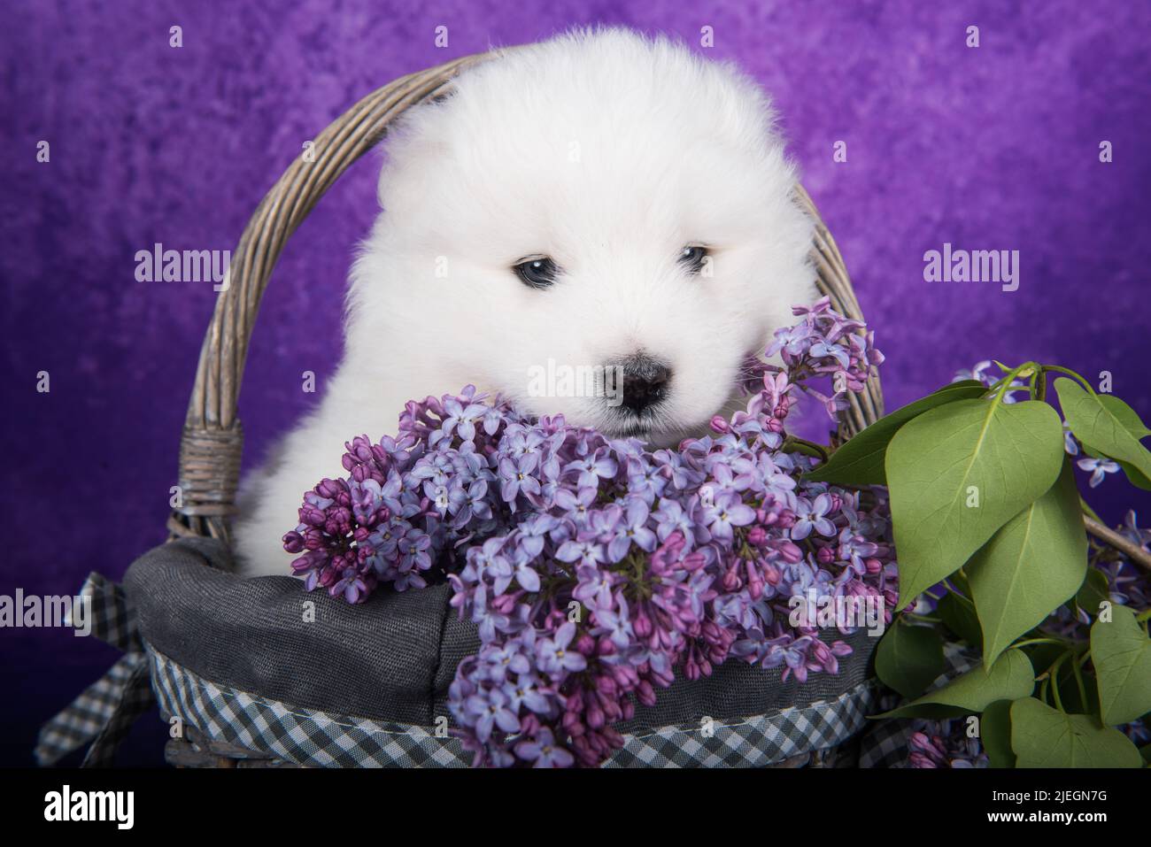 White fluffy small Samoyed puppy dog is sitting on purple background with lilac flowers in basket Stock Photo