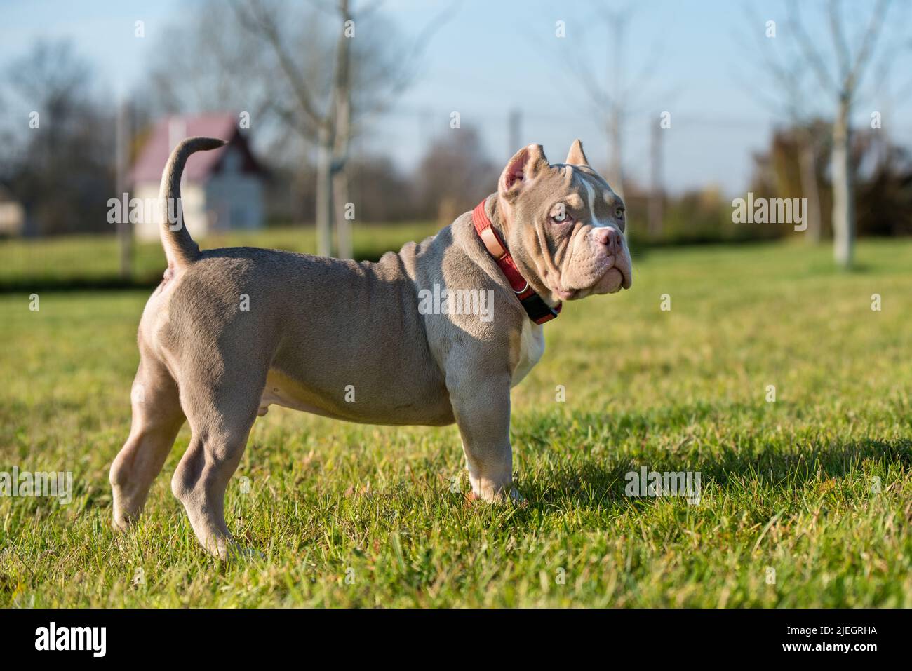 A pocket Lilac color male American Bully puppy dog is walking. Stock Photo