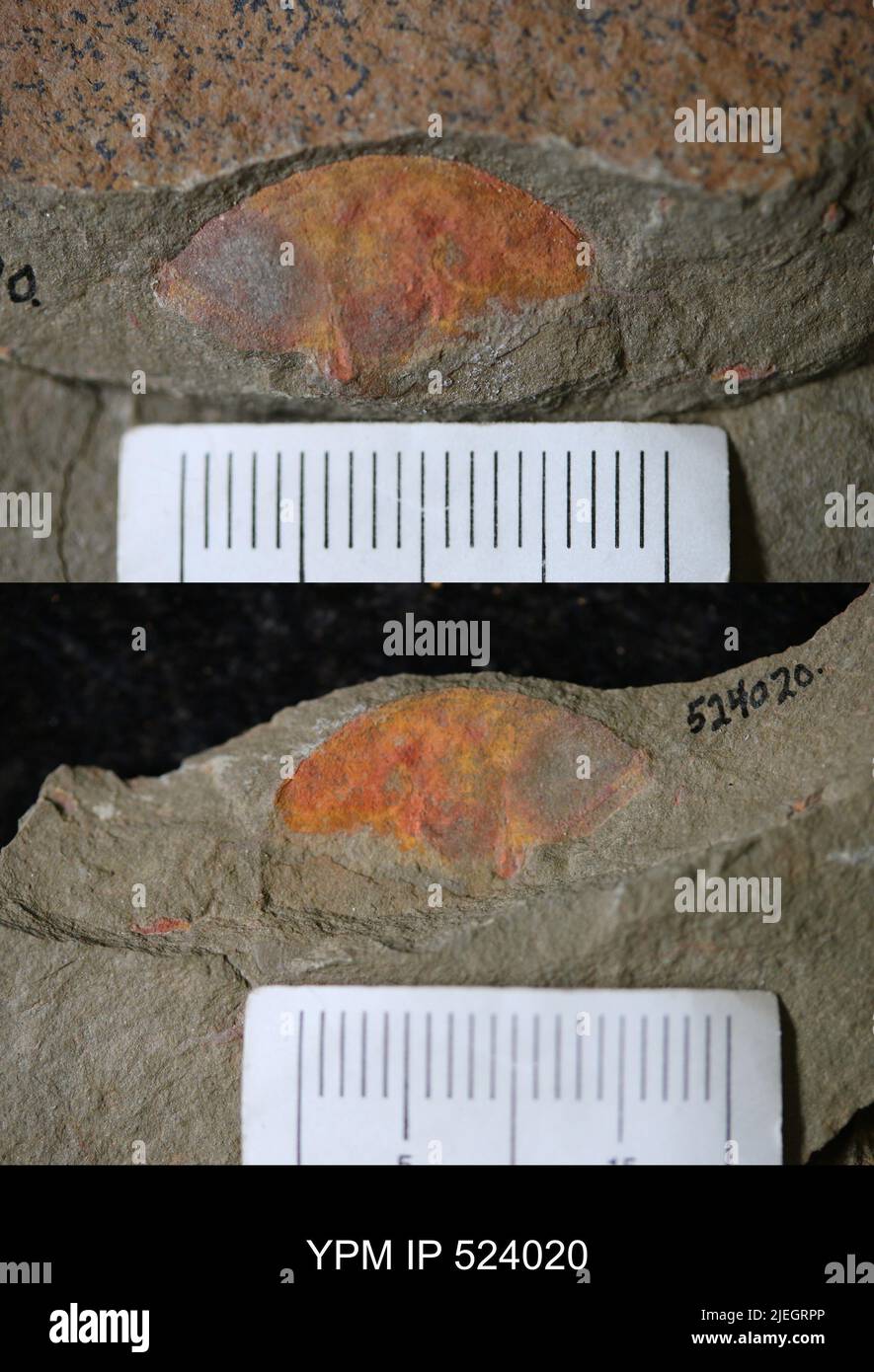 Arthropoda. Stock Photo