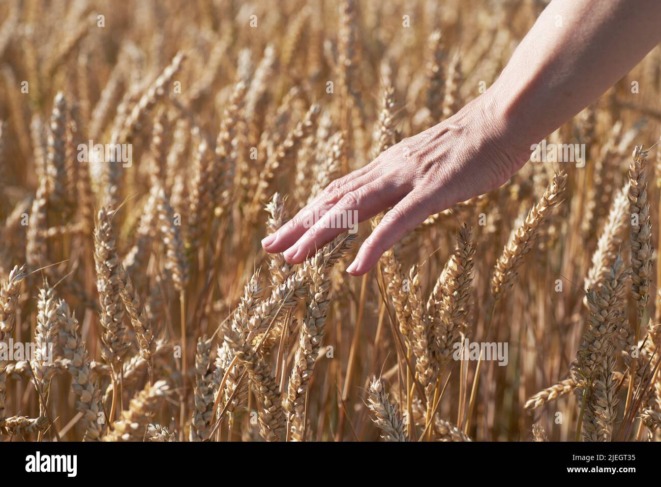 female hand with ears of grain, wheat or rye with blurred background on a summer day Stock Photo