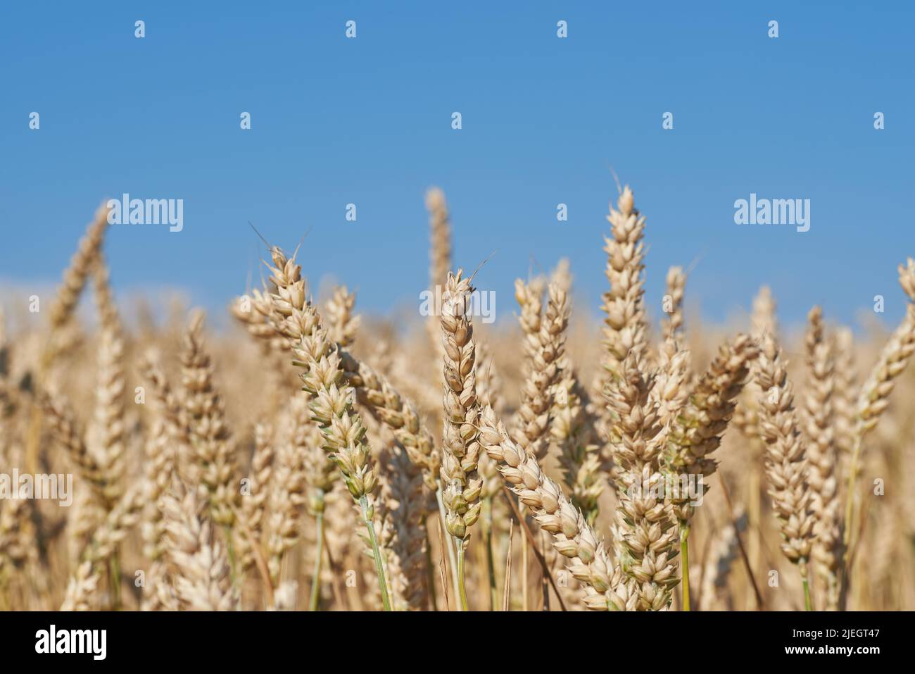 Front view of ears of grain, wheat or rye with blurred background and blue sky on a summer day Stock Photo