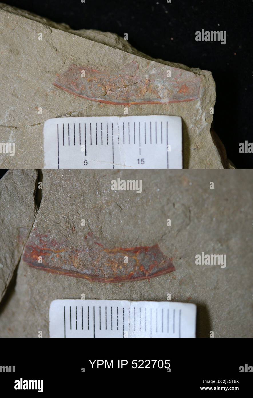 Phylum arthropoda classification hi-res stock photography and images ...