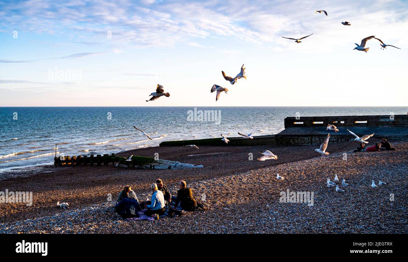 People enjoying a picnic on Hove beach are mobbed by seagulls looking for food , Brighton , Sussex UK Stock Photo