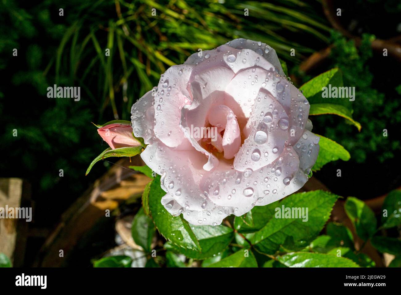 Pale pink rose with summer dew on the petals in garden Stock Photo