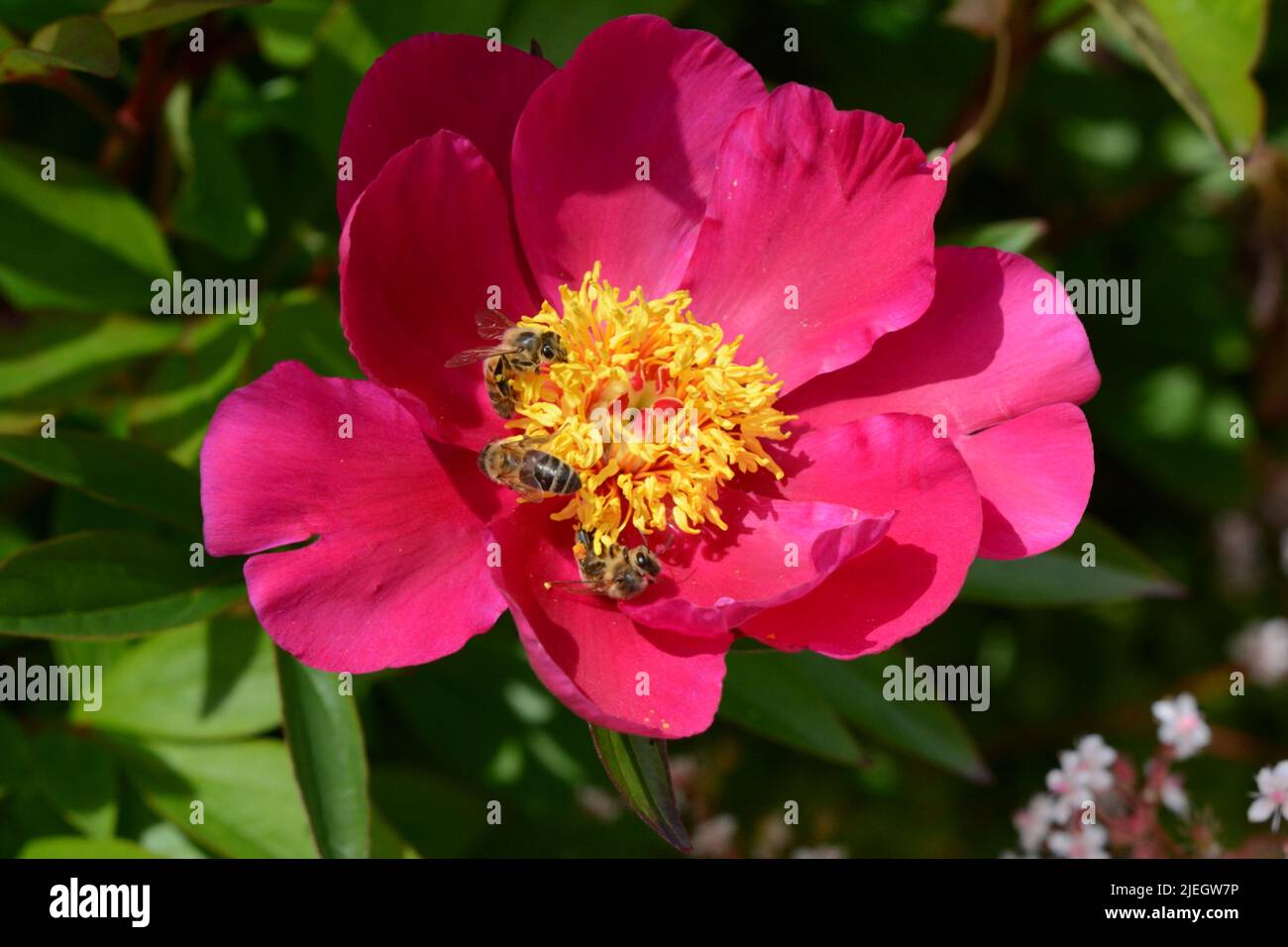 Honey bees foraging on Paeonia lactiflora Mistral Mistral peony flower Stock Photo