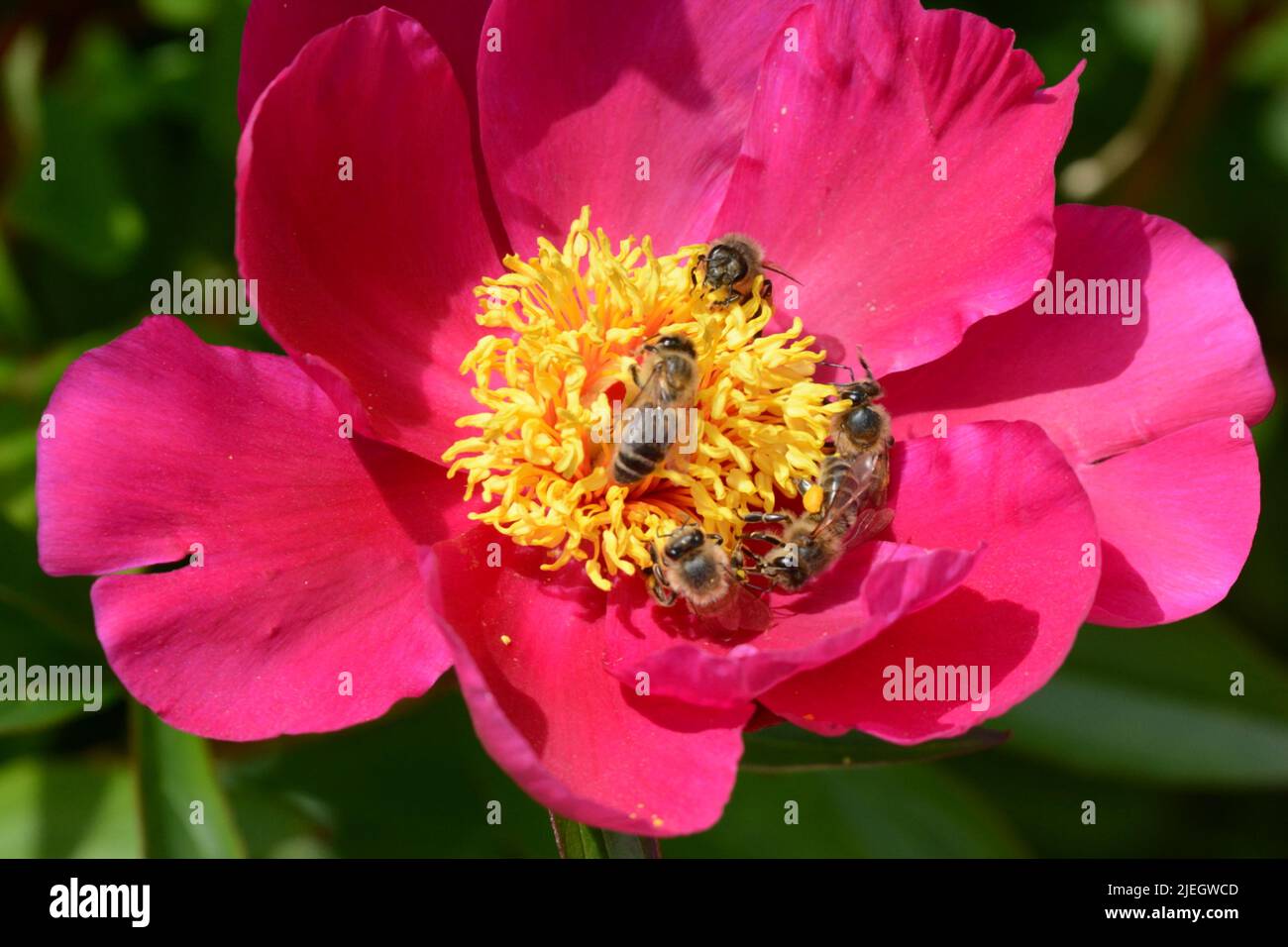 Honey bees foraging on Paeonia lactiflora Mistral Mistral peony flower Stock Photo