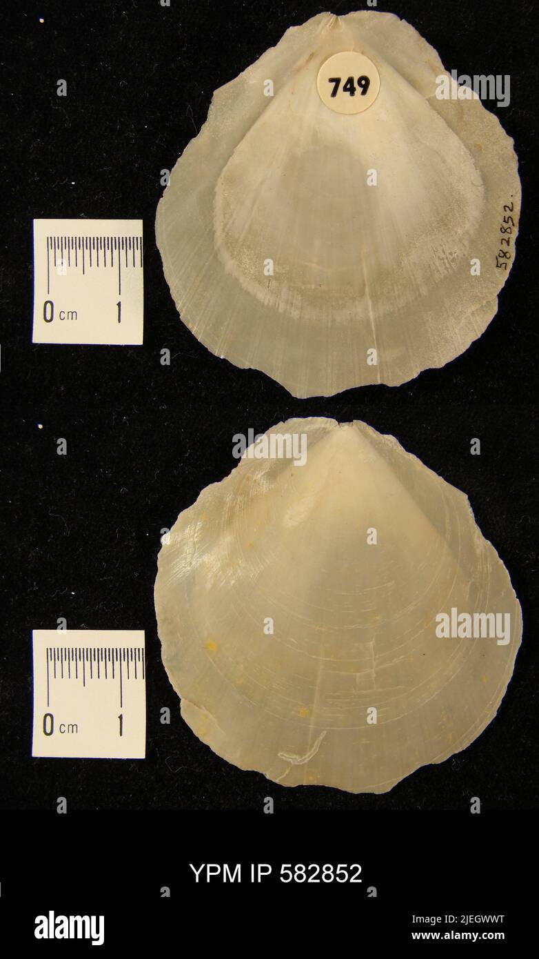 Amusium mortoni (Ravenel, 1844 Stock Photo Alamy