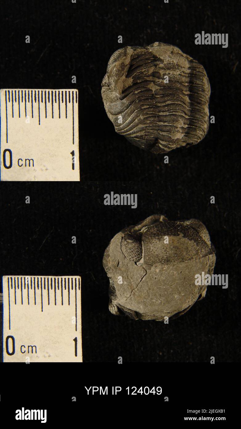 Prominent trilobite hi-res stock photography and images - Alamy