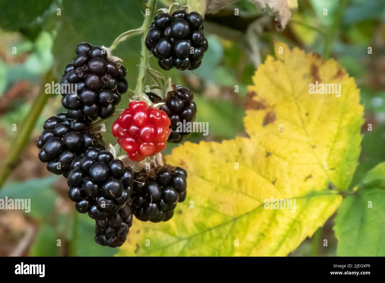 Brombeeren reif und unreif, Rubus sp. / Blackberries ripe and unripe, Rubus sp. Stock Photo