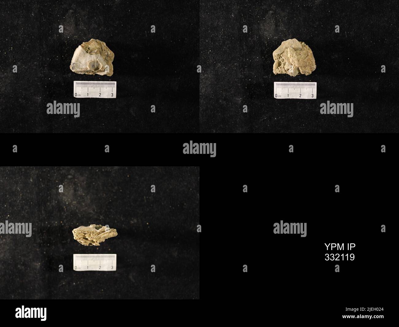 Classification in paleontology hi-res stock photography and images - Alamy