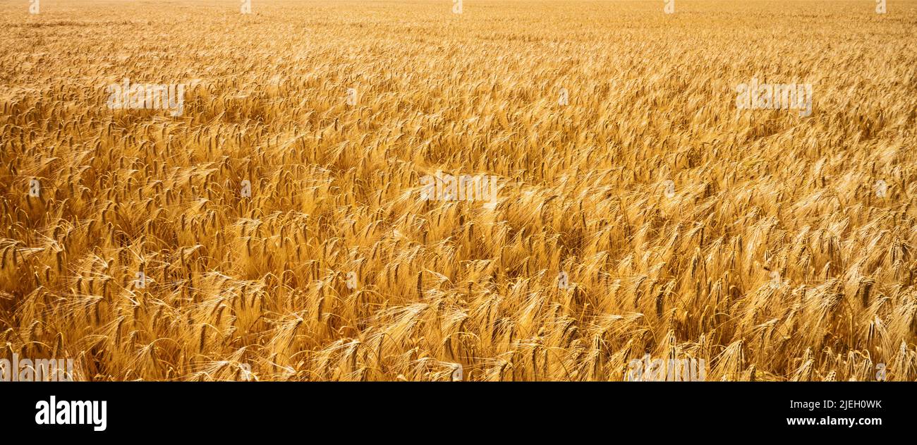 Eine Getreide Ähre auf einem Getreidefeld. Gerste in der Landwirtschaft vor der Ernte, Bayern, Deutschland, Kurz vor der Ernte, Panoramaaufnahme, Stock Photo