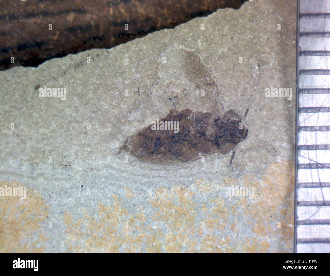 Cockroaches are insects of the order blattodea hi-res stock photography ...