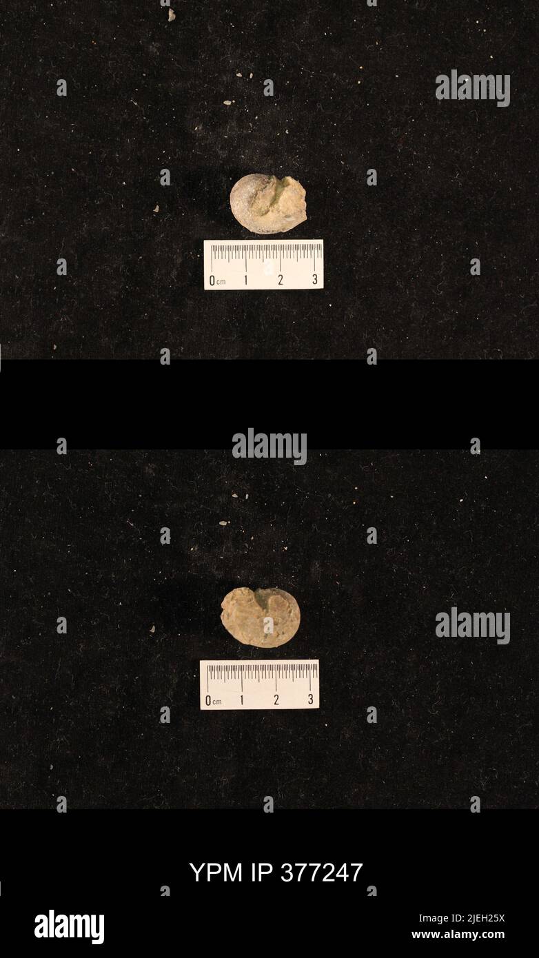Helicoid Shell Helicoid shells hi-res stock photography and images - Alamy