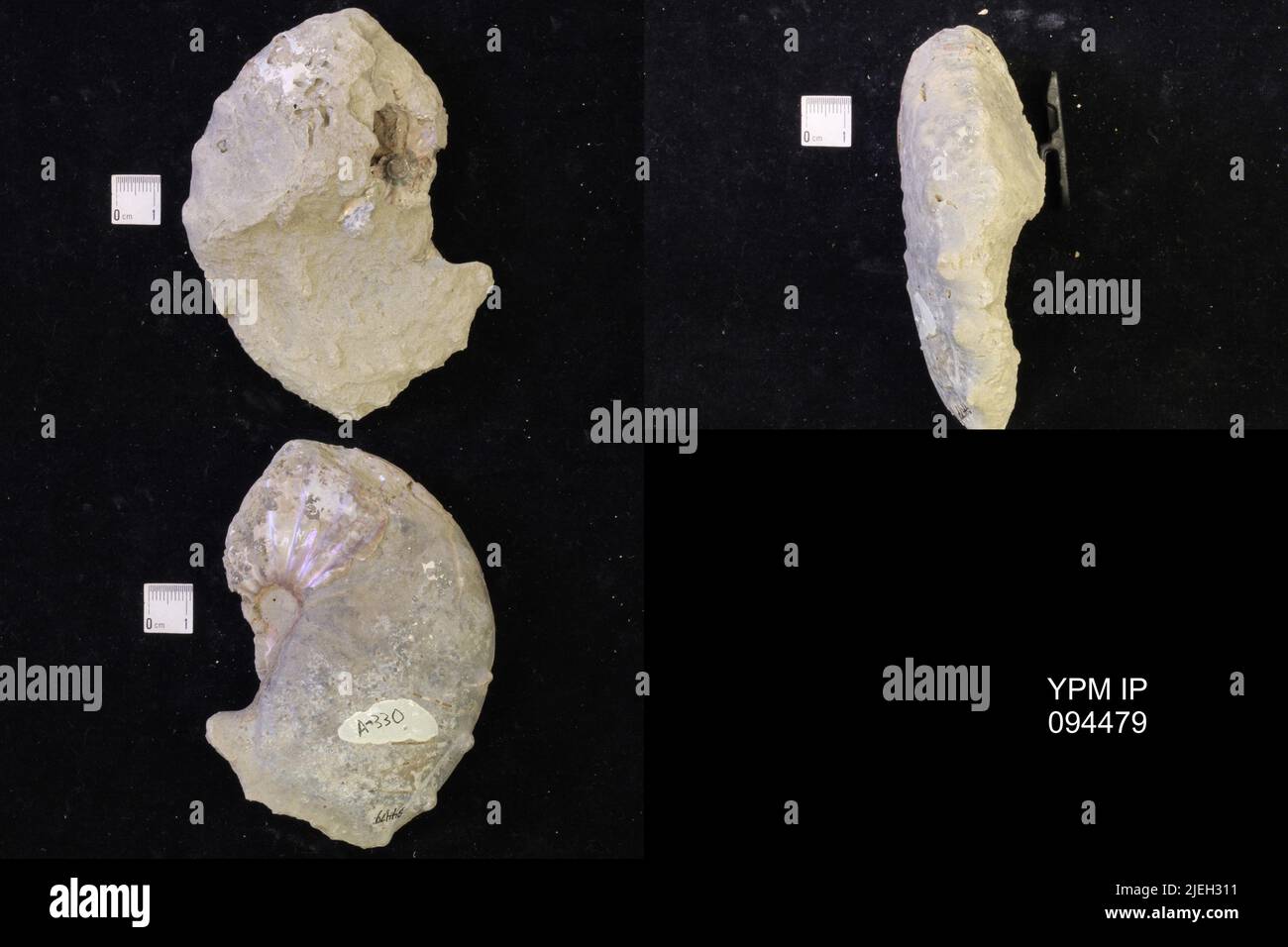 Paleontological classification hi-res stock photography and images - Alamy