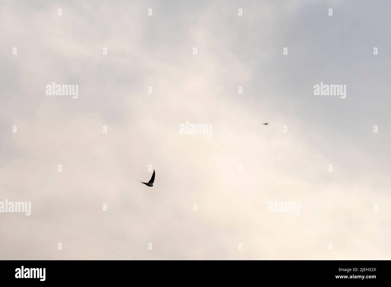 Shot with selective focus of winged swallow flying in the sky. Stock Photo