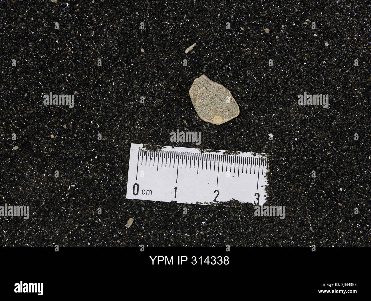 Scaphopoda hires stock photography and images Alamy