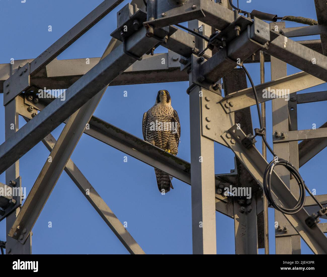Peregrine falcon captured at st church chorley lancashire hi