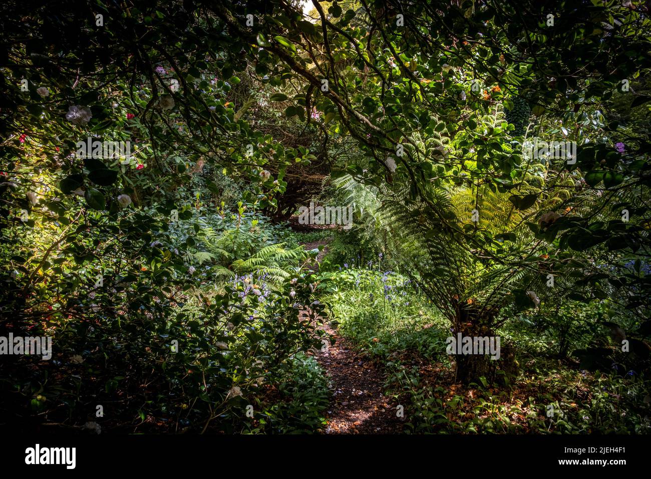 An overgrown footpath in the wild sub-tropical Penjjick Garden in Cornwall.; Penjerrick Garden is recognised as Cornwalls true jungle garden in Englan Stock Photo