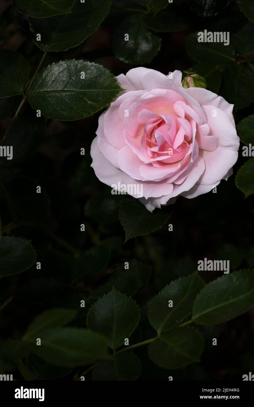 A Floribunda Rose Special Child growing in a garden in Newquay in Cornwall in the UK. Stock Photo