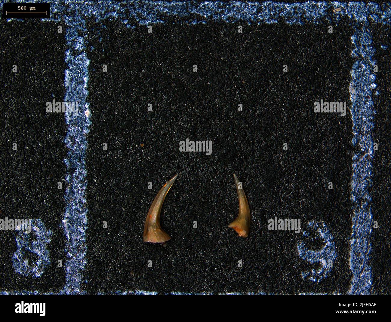 Conodonta conodonts hires stock photography and images Alamy