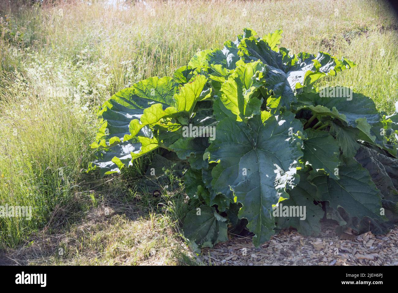 Giant rhubarb leaves growing on a field in ramsta sormland sweden. Stock Photo