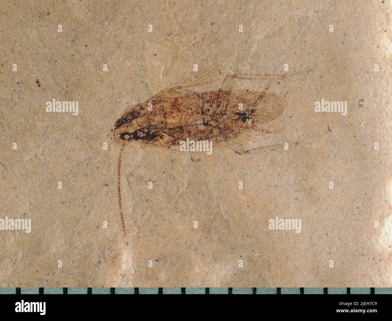 Cockroaches are insects of the order blattodea hi-res stock photography ...