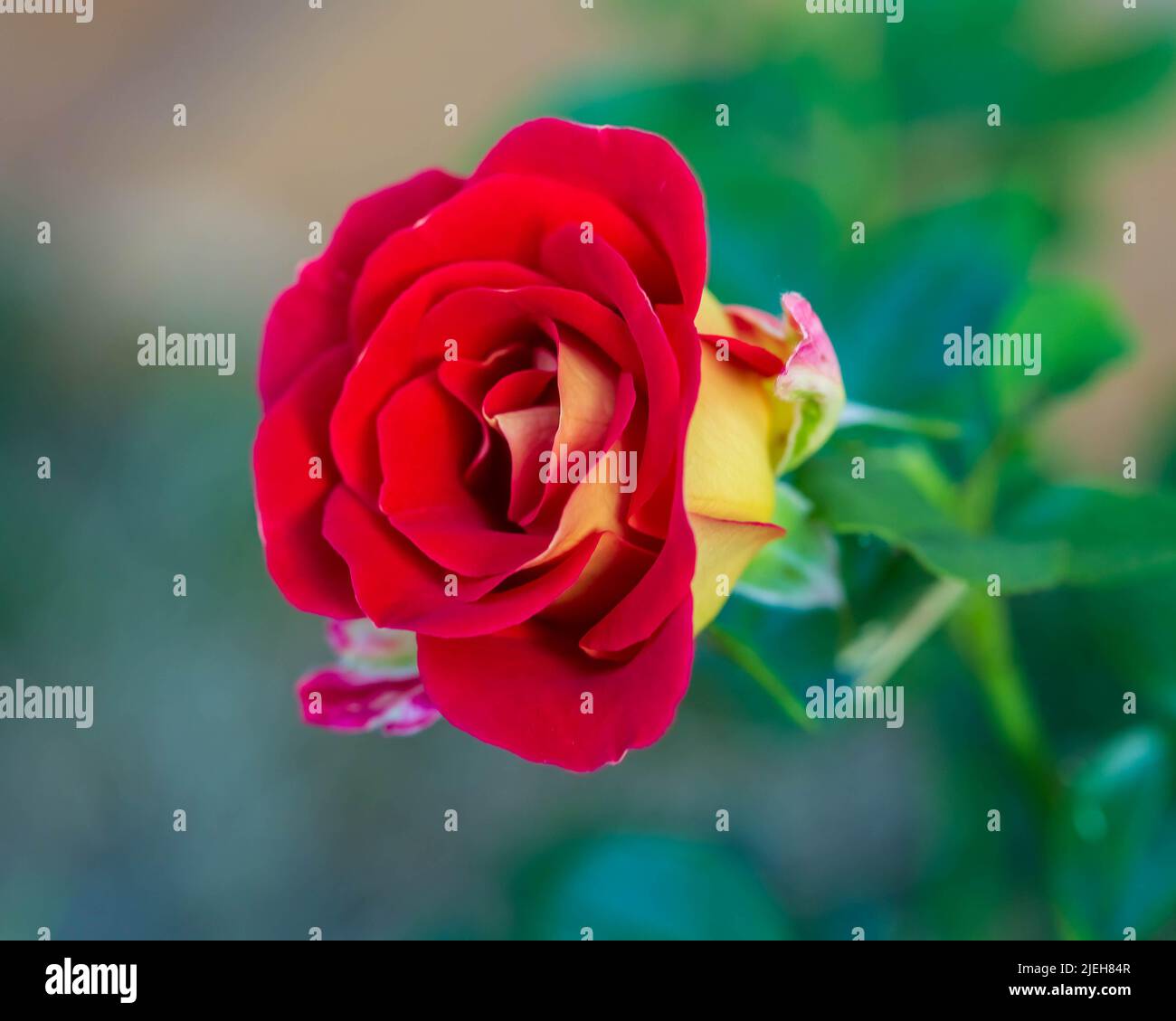 first bloom to open on the Ketchup and Mustard rose bush Stock Photo Alamy