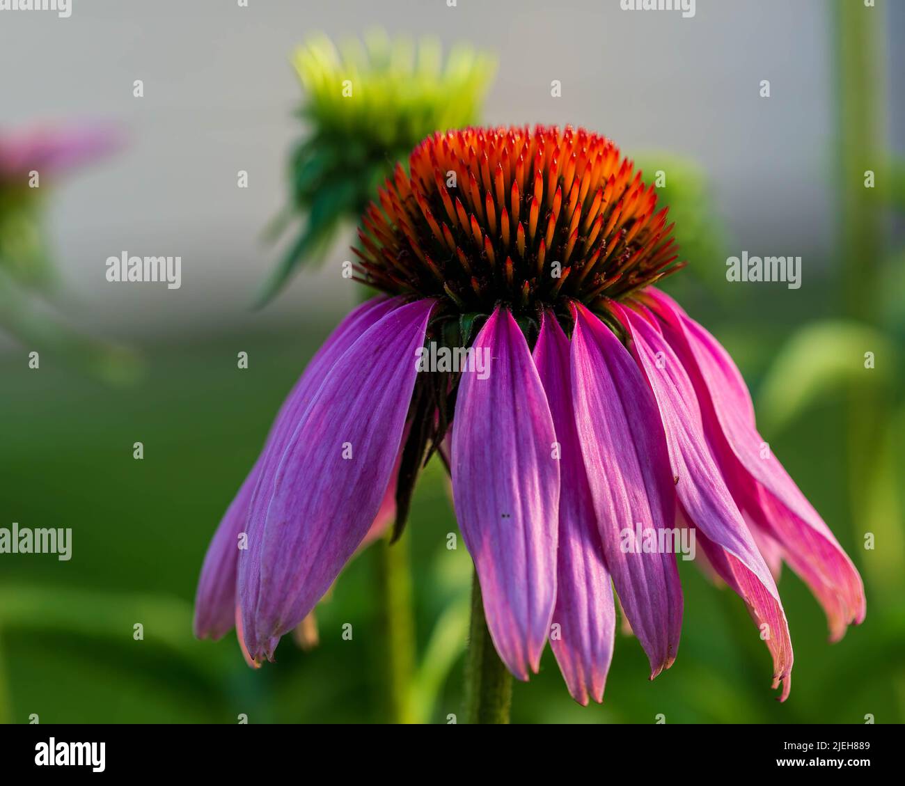 purple coneflower growing in the backyard garden Stock Photo Alamy