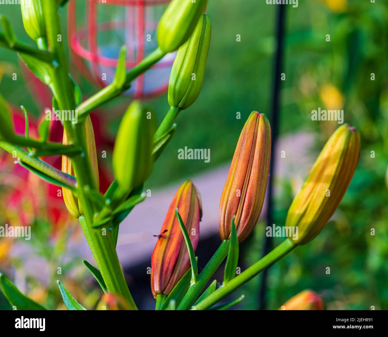 red lily blooms that are preparing to open at last Stock Photo Alamy